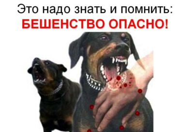 Проявляя заботу о бездомных животных, помните  о профилактике БЕШЕНСТВА!!