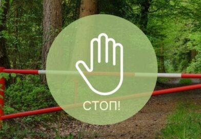 Ограничения на посещение лесов введены во всех районах Могилевской области